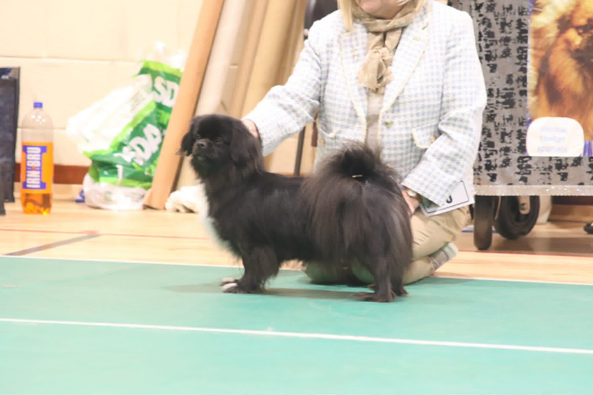 Best Special Colour B - Betranna At-Lanta - Champ Show March 2026 Best Special Colour B