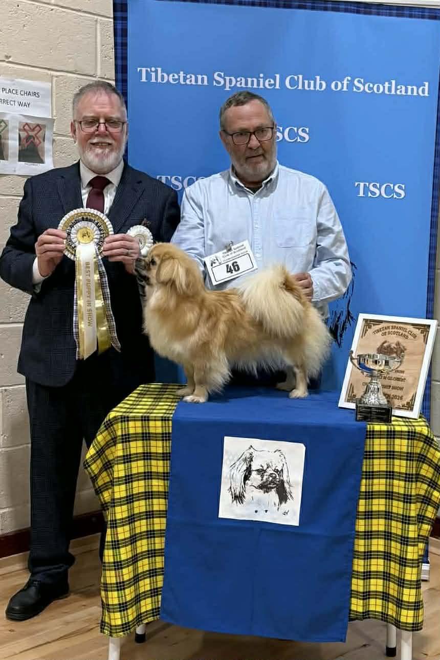 Best Puppy In Show - Llewodbach Love Of Mine At Oldcharm - Champ Show March 2026 Best Puppy In Show