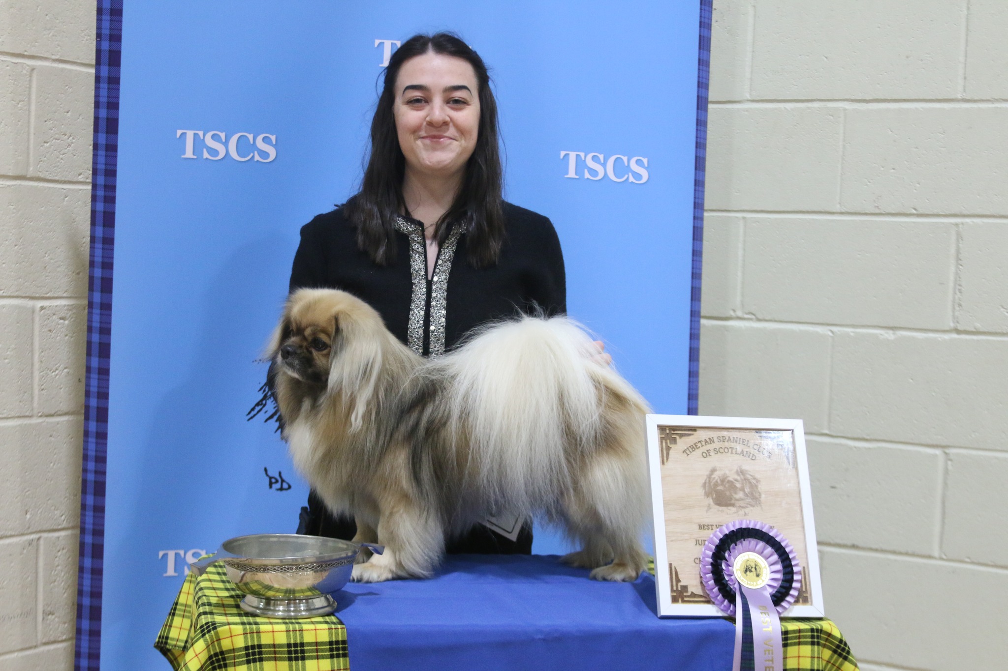 Best Veteran In Show - Ch Susu Prince Charming ShCeX VW - Champ Show March 2026 Best Veteran In Show