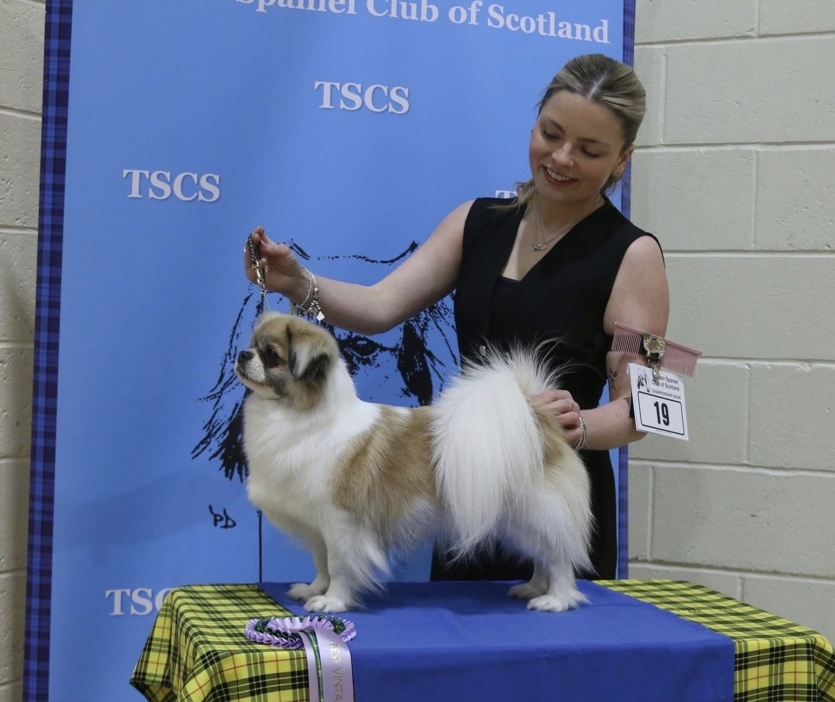 Best Vintage In Show - Ch Susu Princess Spice Parti JW VW W'17 - Champ Show March 2026 Best Vintage In Show