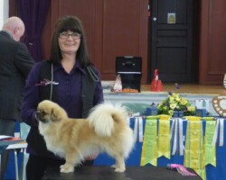 Tibetan Spaniel